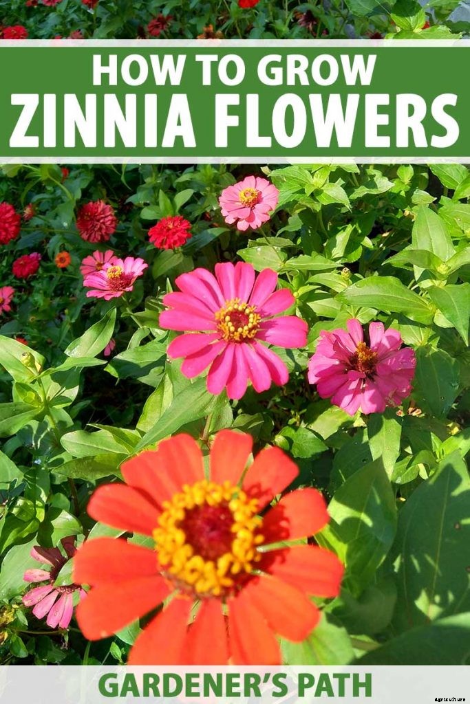 How to Grow Eye-Popping Zinnia Flowers