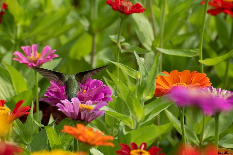 How to Grow Eye-Popping Zinnia Flowers