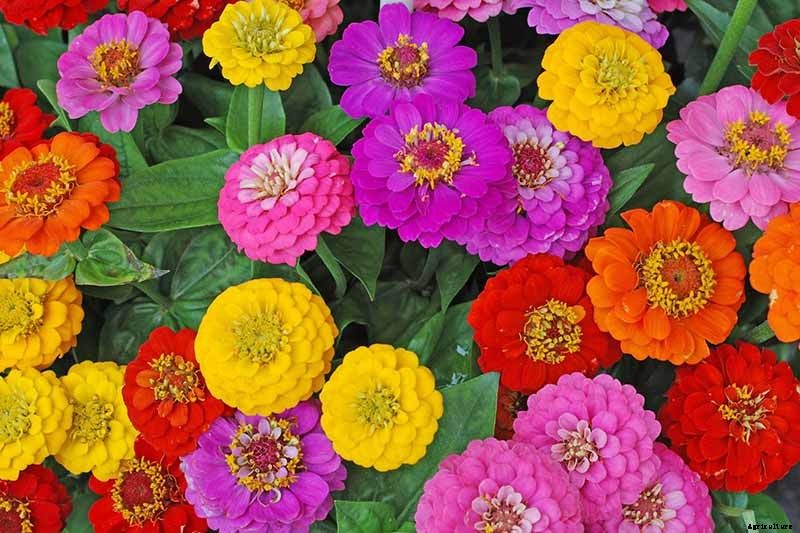How to Grow Eye-Popping Zinnia Flowers