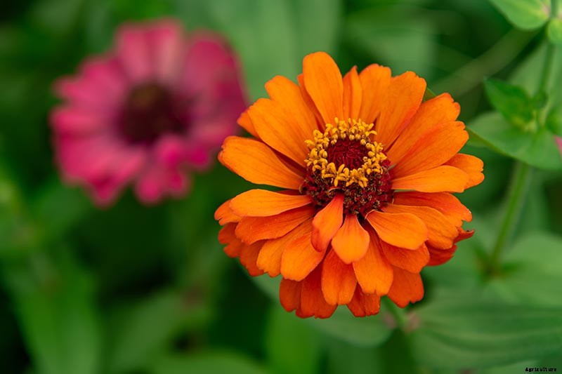 How to Grow Eye-Popping Zinnia Flowers