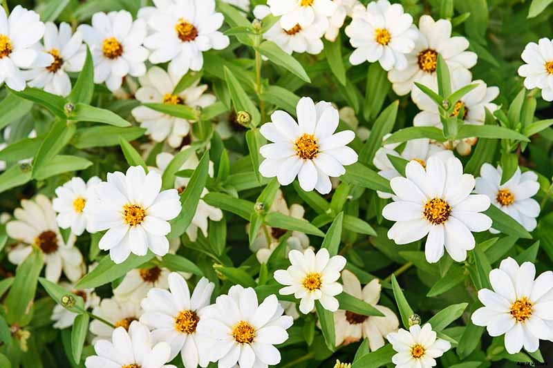 How to Grow Eye-Popping Zinnia Flowers
