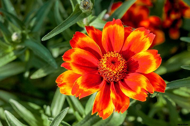 How to Grow Eye-Popping Zinnia Flowers