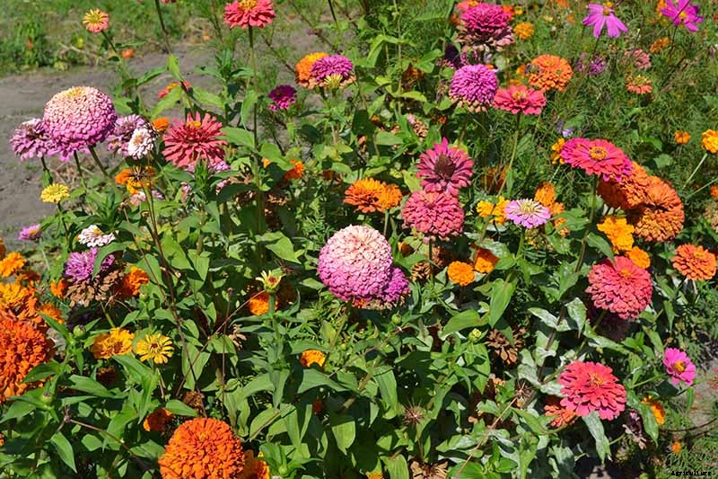 How to Grow Eye-Popping Zinnia Flowers