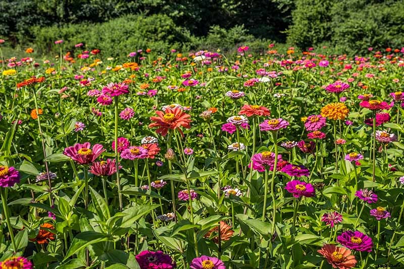 How to Grow Eye-Popping Zinnia Flowers