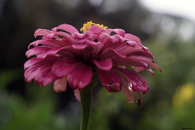 How to Grow Eye-Popping Zinnia Flowers