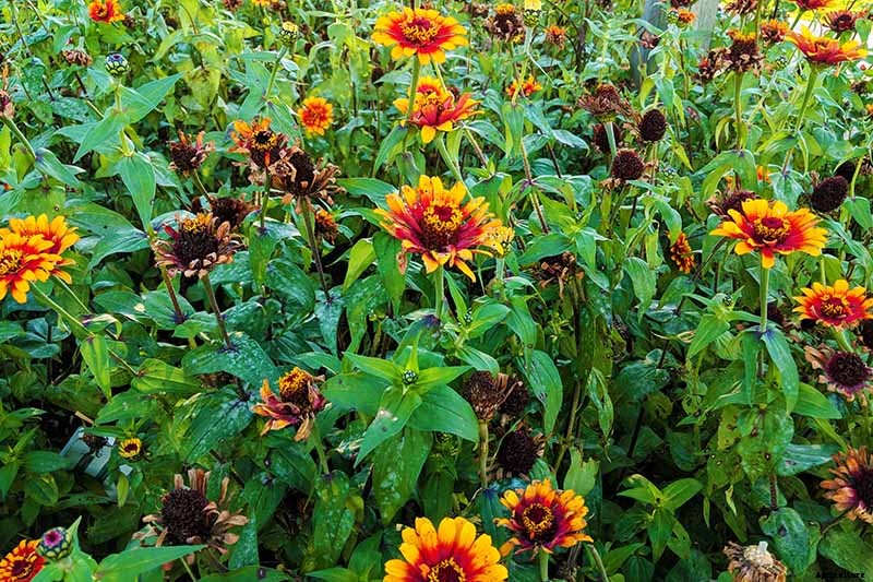How to Grow Eye-Popping Zinnia Flowers