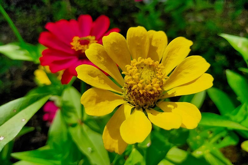 How to Grow Eye-Popping Zinnia Flowers