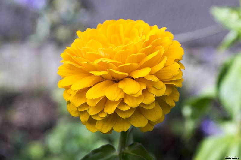 How to Grow Eye-Popping Zinnia Flowers
