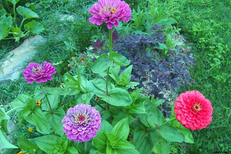 How to Grow Eye-Popping Zinnia Flowers