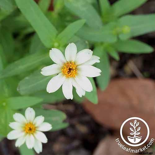 How to Grow Eye-Popping Zinnia Flowers