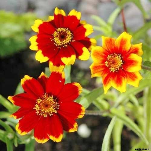 How to Grow Eye-Popping Zinnia Flowers