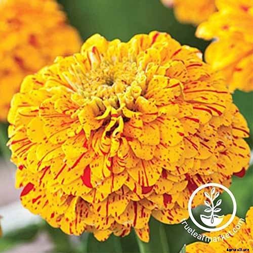 How to Grow Eye-Popping Zinnia Flowers
