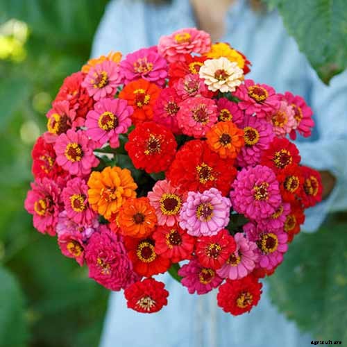 How to Grow Eye-Popping Zinnia Flowers