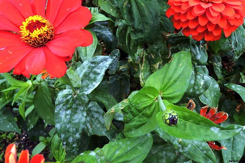 How to Grow Eye-Popping Zinnia Flowers