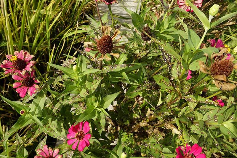 How to Grow Eye-Popping Zinnia Flowers