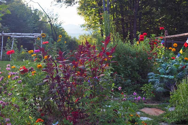 How to Grow Eye-Popping Zinnia Flowers