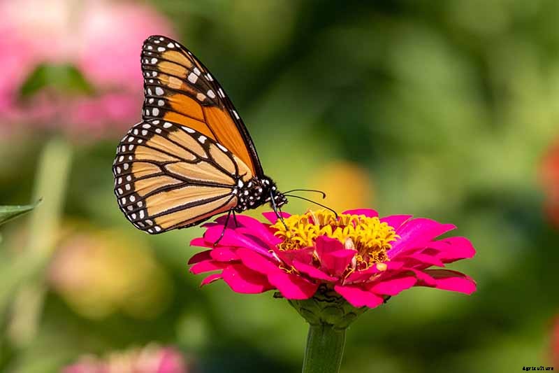 How to Grow Eye-Popping Zinnia Flowers