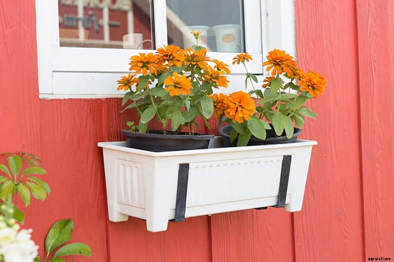 How to Grow Eye-Popping Zinnia Flowers