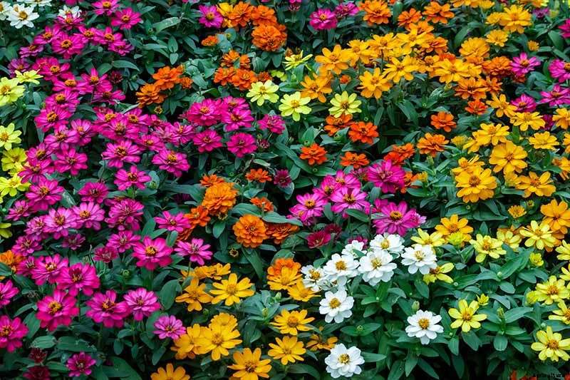 How to Grow Eye-Popping Zinnia Flowers