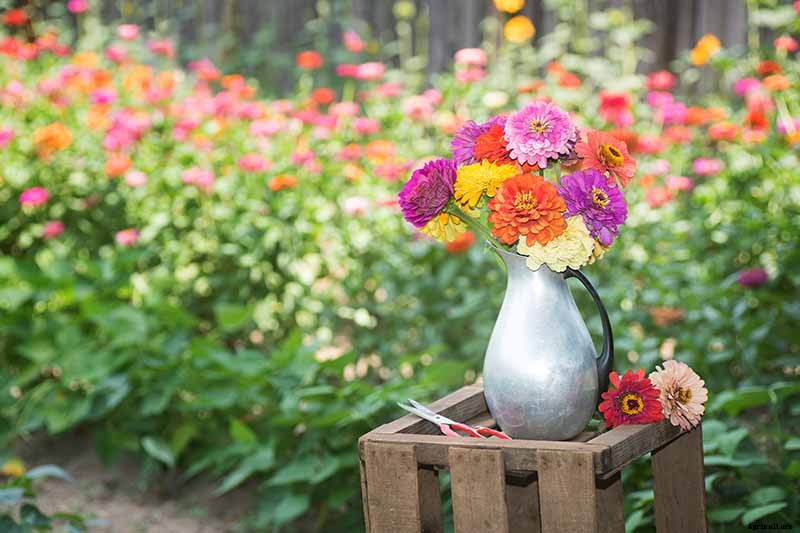How to Grow Eye-Popping Zinnia Flowers