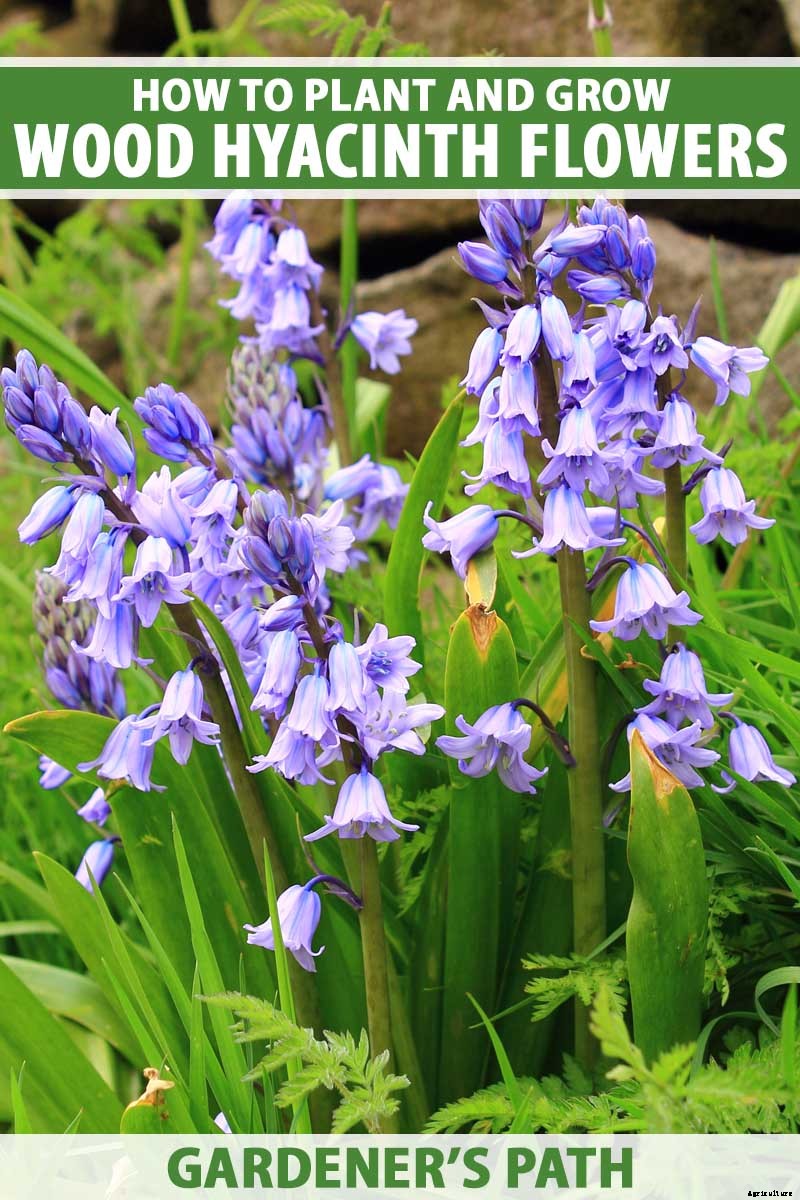 How to Grow and Care for Wood Hyacinth (Spanish Bluebell)