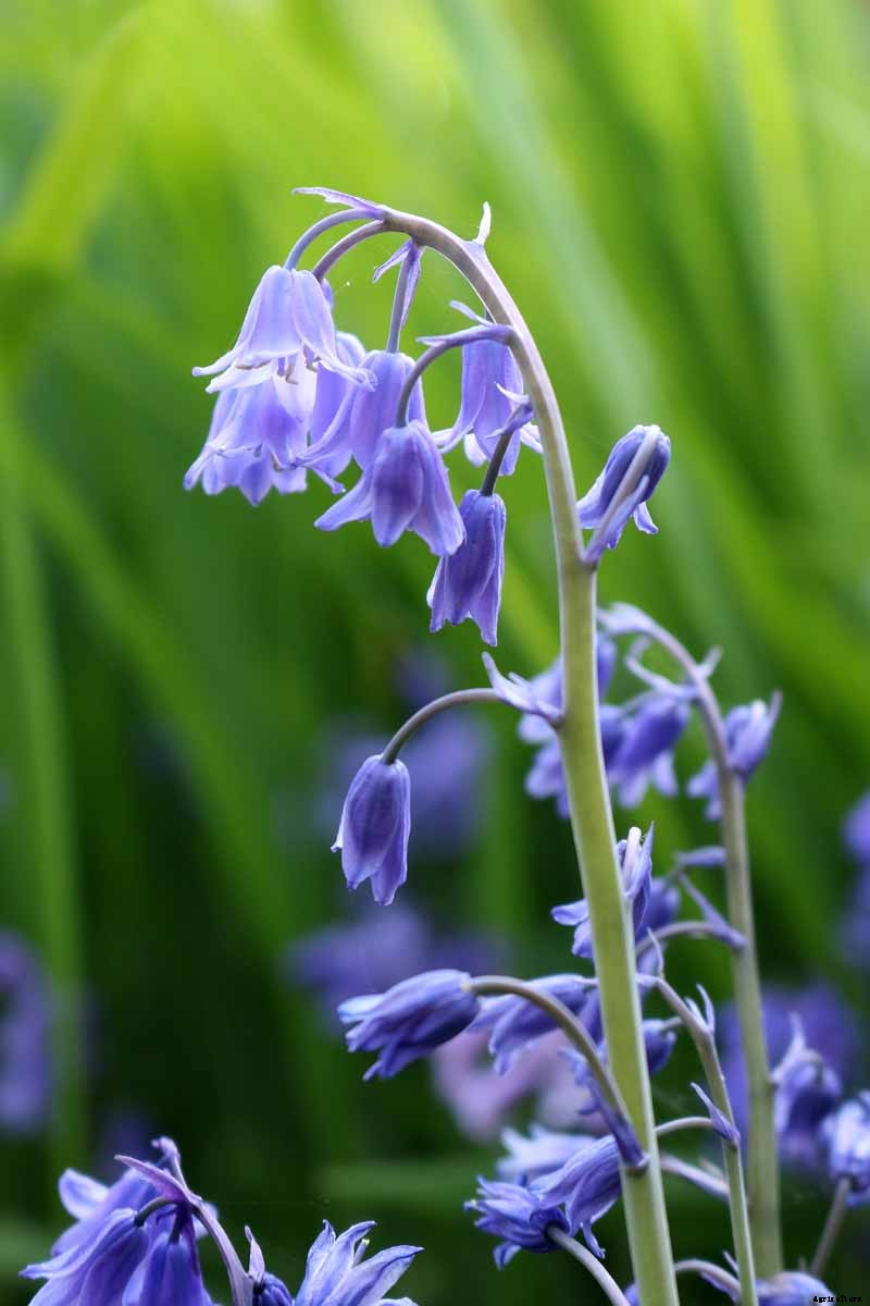 How to Grow and Care for Wood Hyacinth (Spanish Bluebell)