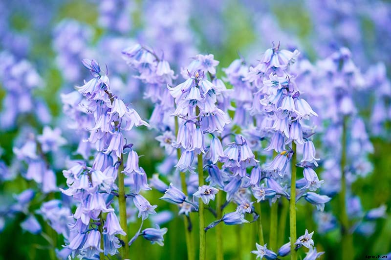 How to Grow and Care for Wood Hyacinth (Spanish Bluebell)
