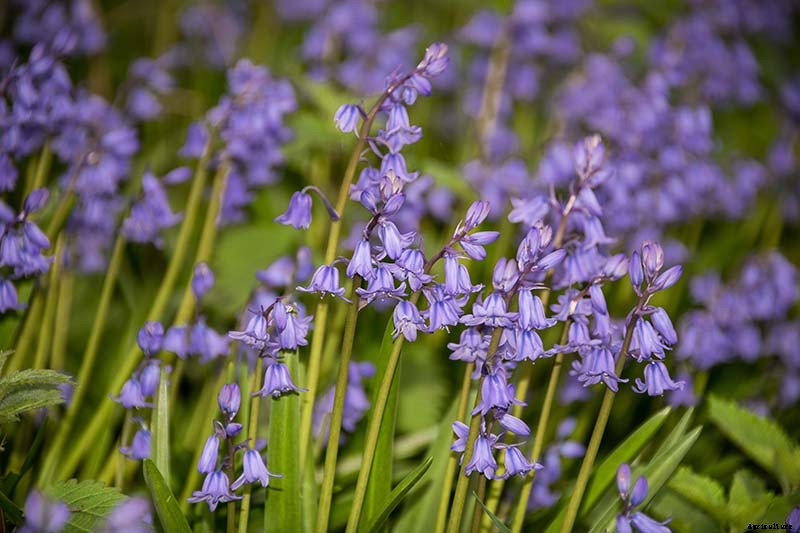 How to Grow and Care for Wood Hyacinth (Spanish Bluebell)