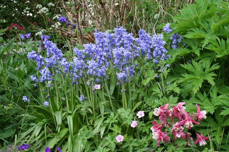 How to Grow and Care for Wood Hyacinth (Spanish Bluebell)