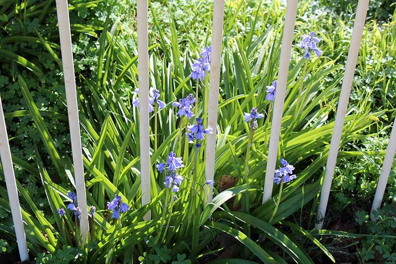 How to Grow and Care for Wood Hyacinth (Spanish Bluebell)