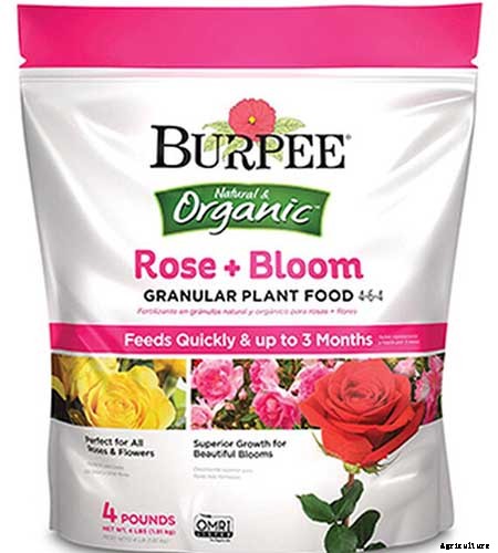 How to Grow and Care for Wood Hyacinth (Spanish Bluebell)