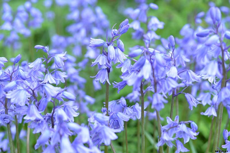 How to Grow and Care for Wood Hyacinth (Spanish Bluebell)