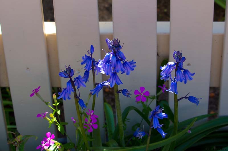 How to Grow and Care for Wood Hyacinth (Spanish Bluebell)