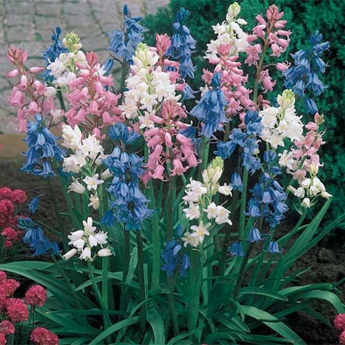 How to Grow and Care for Wood Hyacinth (Spanish Bluebell)