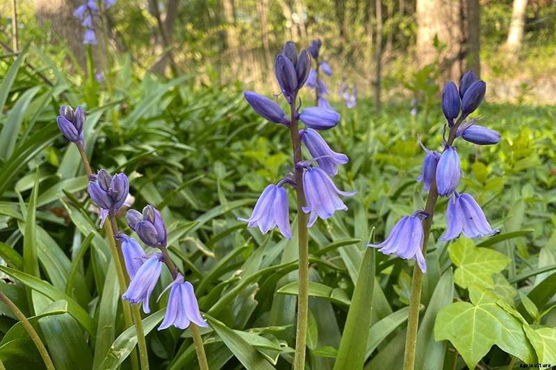 How to Grow and Care for Wood Hyacinth (Spanish Bluebell)