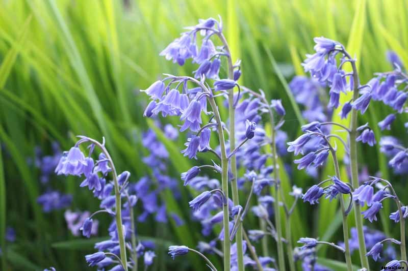 How to Grow and Care for Wood Hyacinth (Spanish Bluebell)