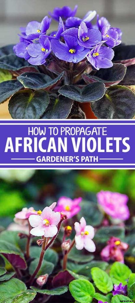 How to Propagate African Violets from Leaf Cuttings