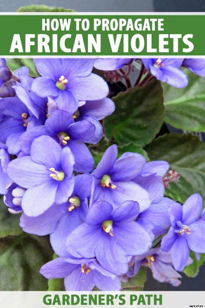 How to Propagate African Violets from Leaf Cuttings