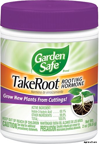 How to Propagate African Violets from Leaf Cuttings