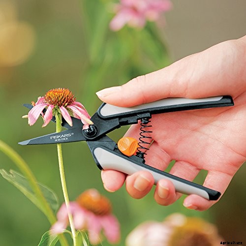 How to Propagate African Violets from Leaf Cuttings