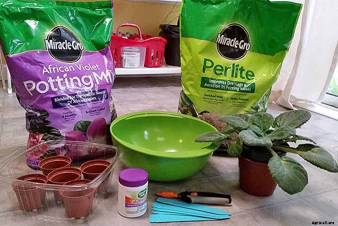 How to Propagate African Violets from Leaf Cuttings