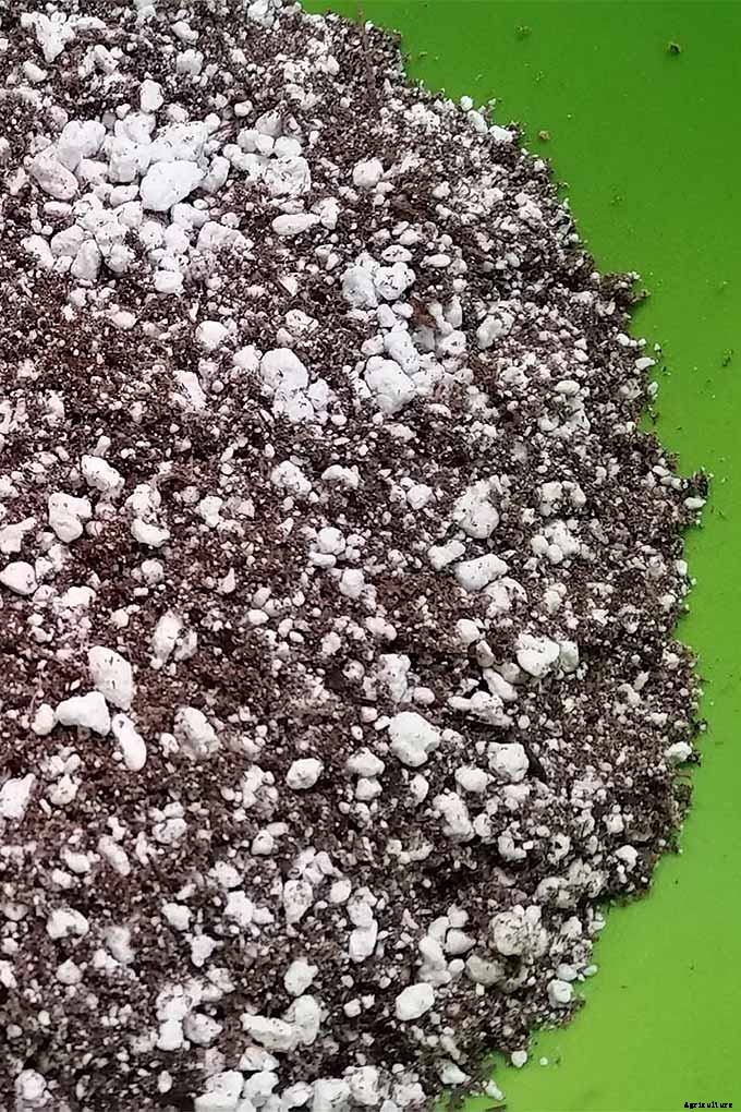 How to Propagate African Violets from Leaf Cuttings