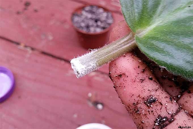 How to Propagate African Violets from Leaf Cuttings