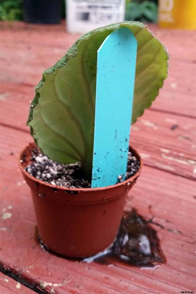How to Propagate African Violets from Leaf Cuttings