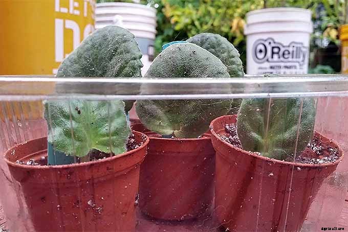 How to Propagate African Violets from Leaf Cuttings