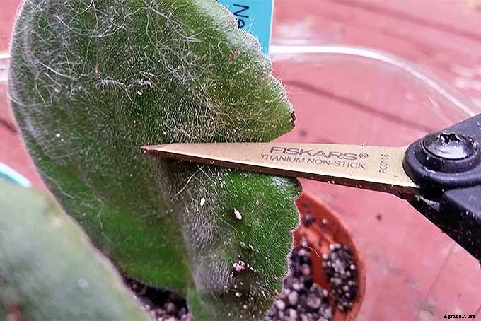 How to Propagate African Violets from Leaf Cuttings
