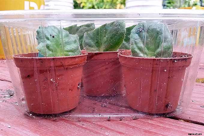 How to Propagate African Violets from Leaf Cuttings