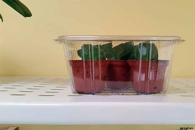 How to Propagate African Violets from Leaf Cuttings