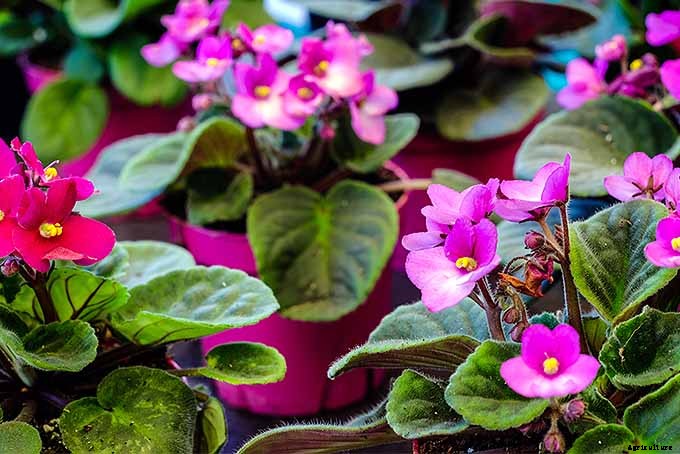 How to Propagate African Violets from Leaf Cuttings