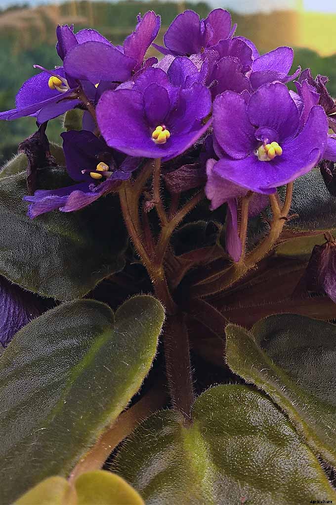 How to Propagate African Violets from Leaf Cuttings